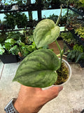 Scindapsus Hologram