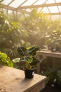 Alocasia Black Velvet