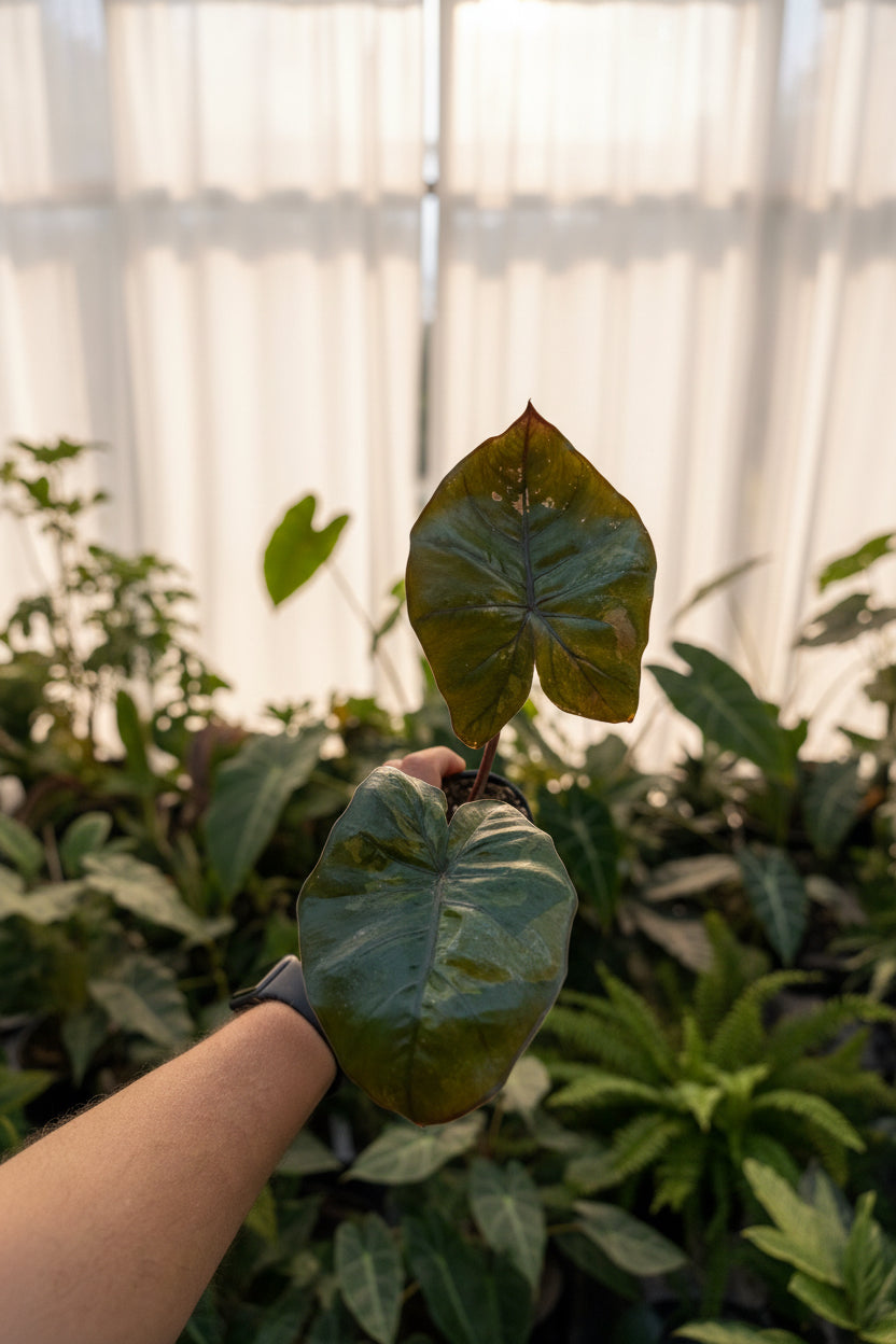 Alocasia Yucatan Princess Variegated