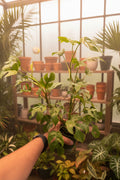 Rhaphidophora tetrasperma – Mini Monstera