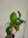 Hoya Carnosa 4”