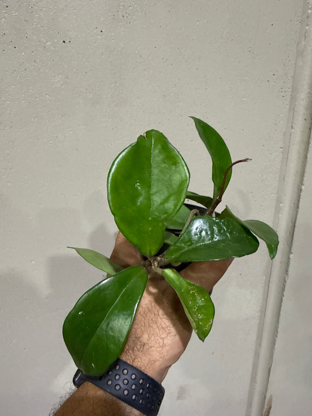 Hoya Carnosa 4”