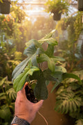 Philodendron FL Green 4”
