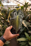 Alocasia Venom 4”
