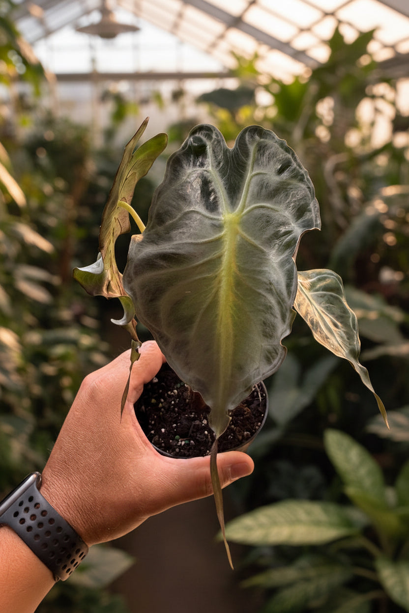 Alocasia Venom 4”