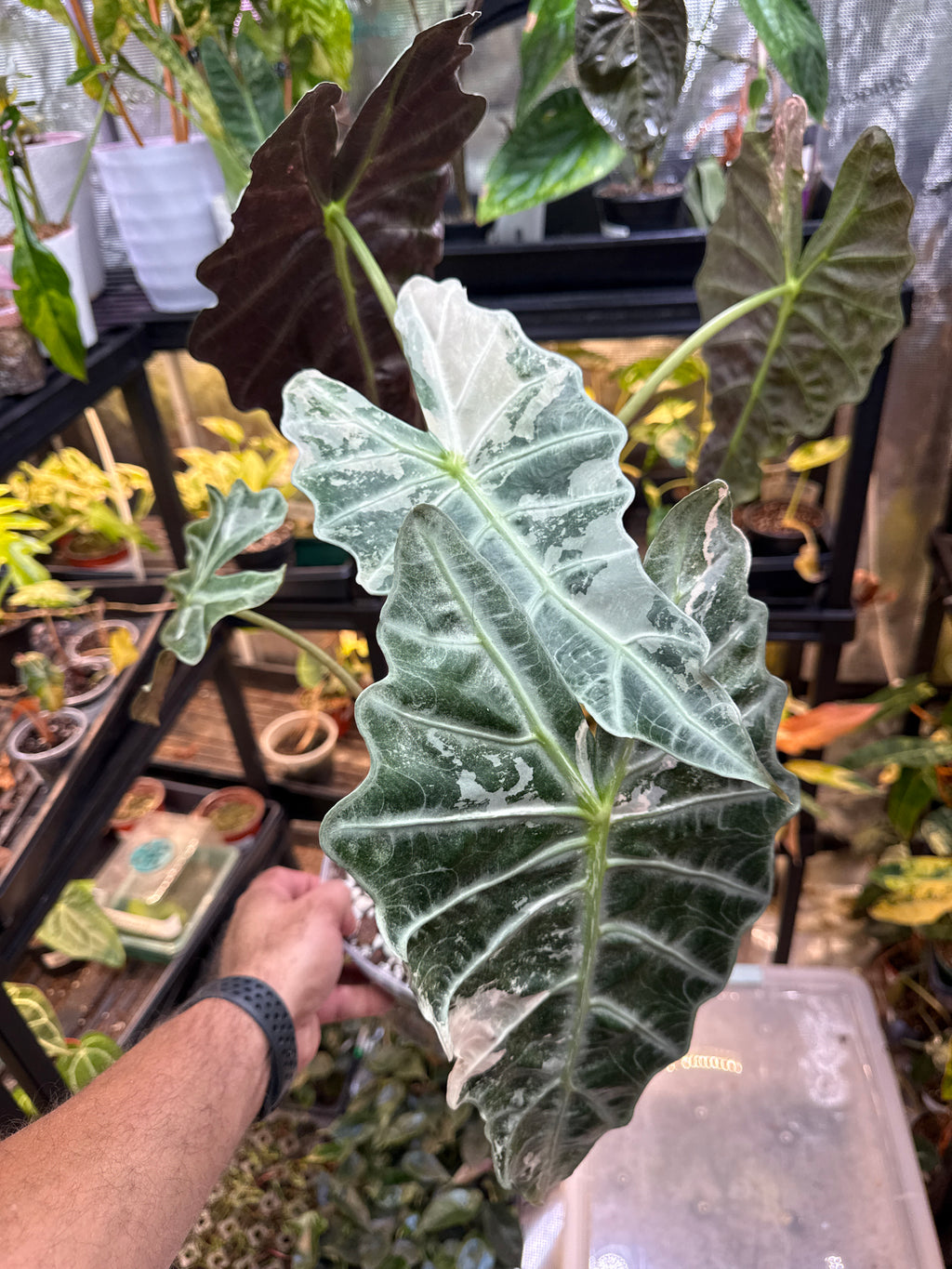 Alocasia Pink Polly 8” Mother