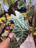 Alocasia Pink Polly 8” Mother