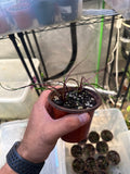 Alocasia Flying Squid 4”