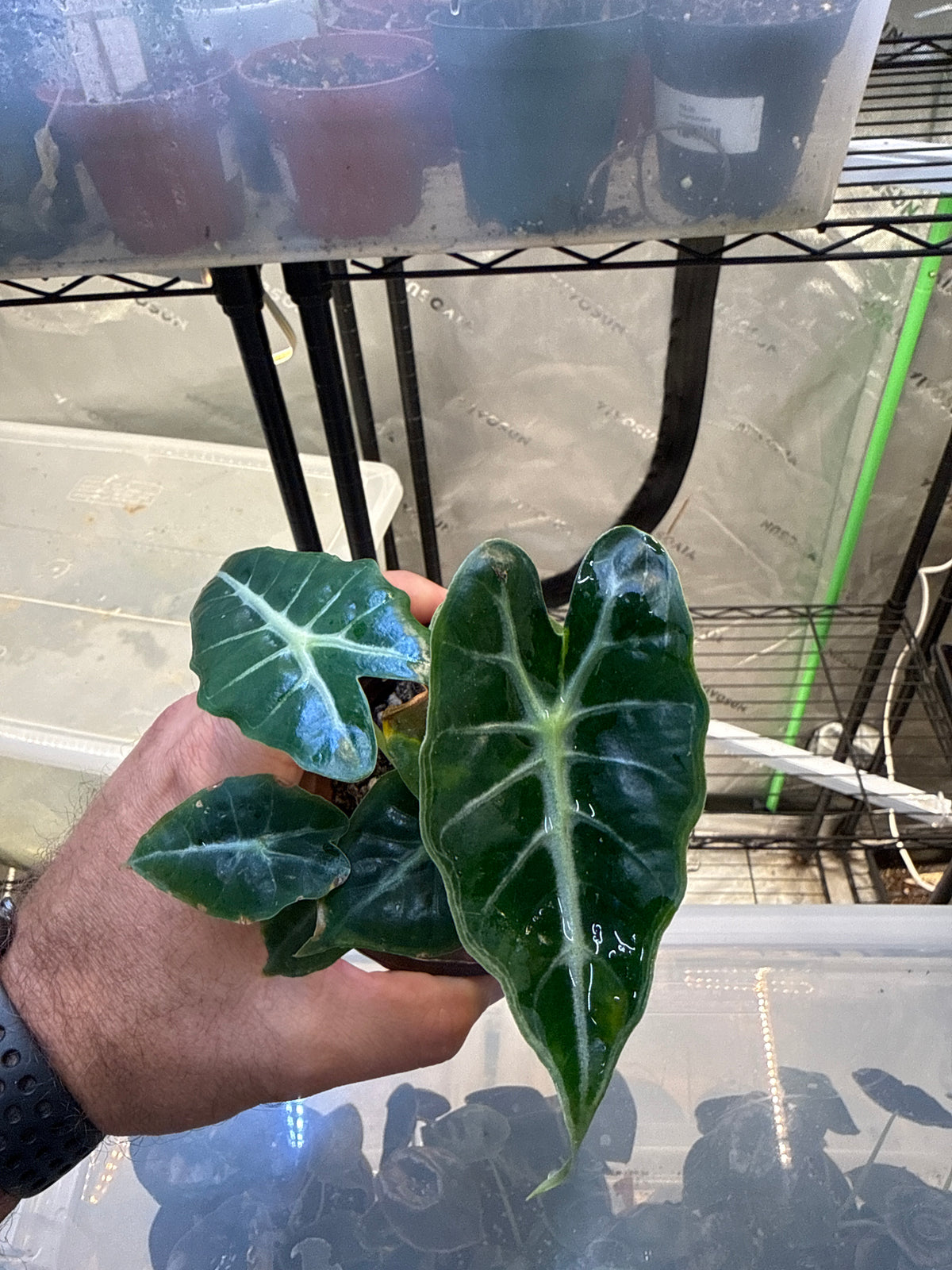 Alocasia Mandalay 4”