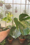 Monstera Bulbasaur 6”