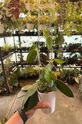 Hoya Vangviengiensis Mother