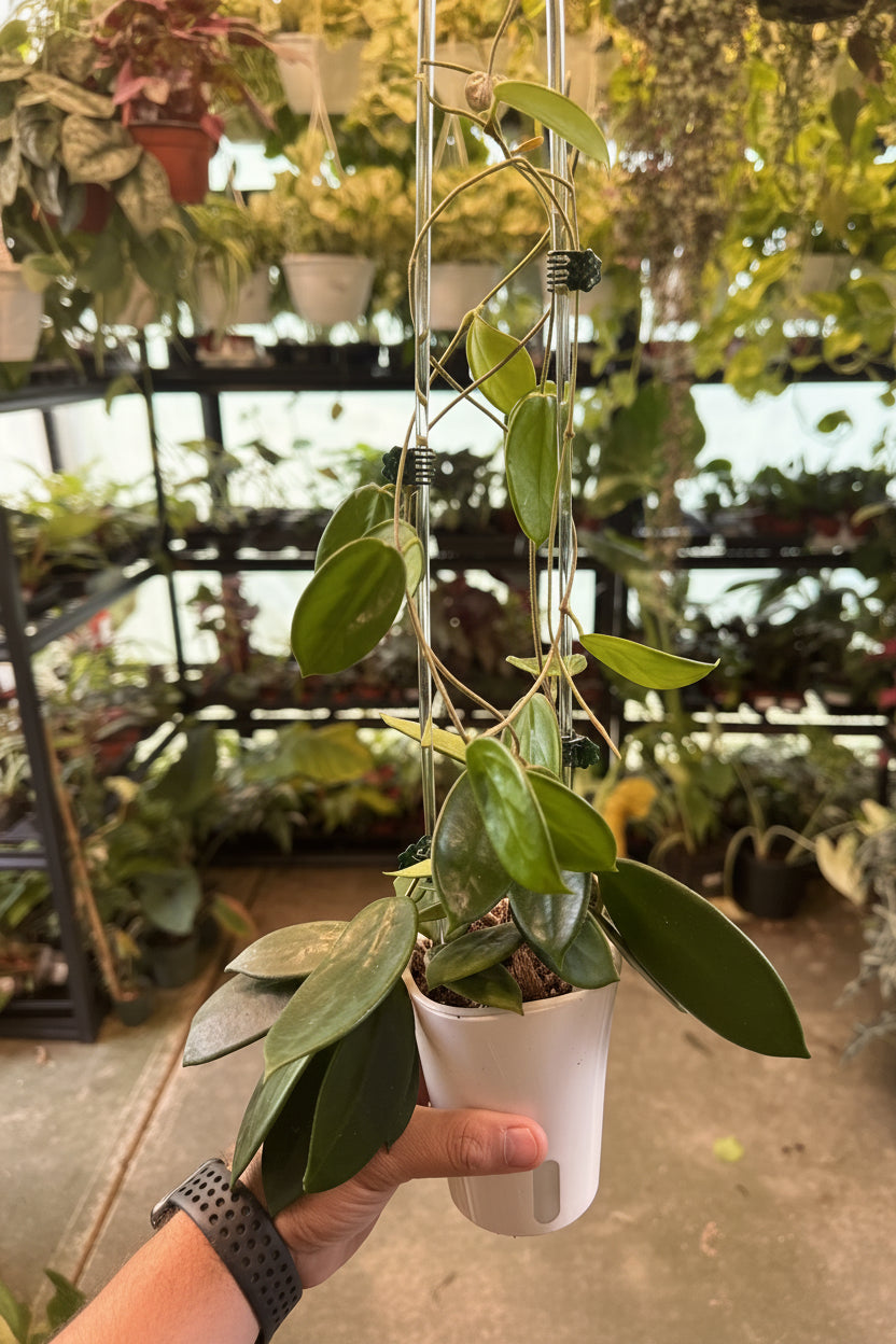 Hoya Vangviengiensis Mother