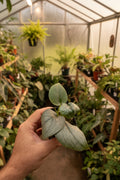 Scindapsus Silver Hero Mint