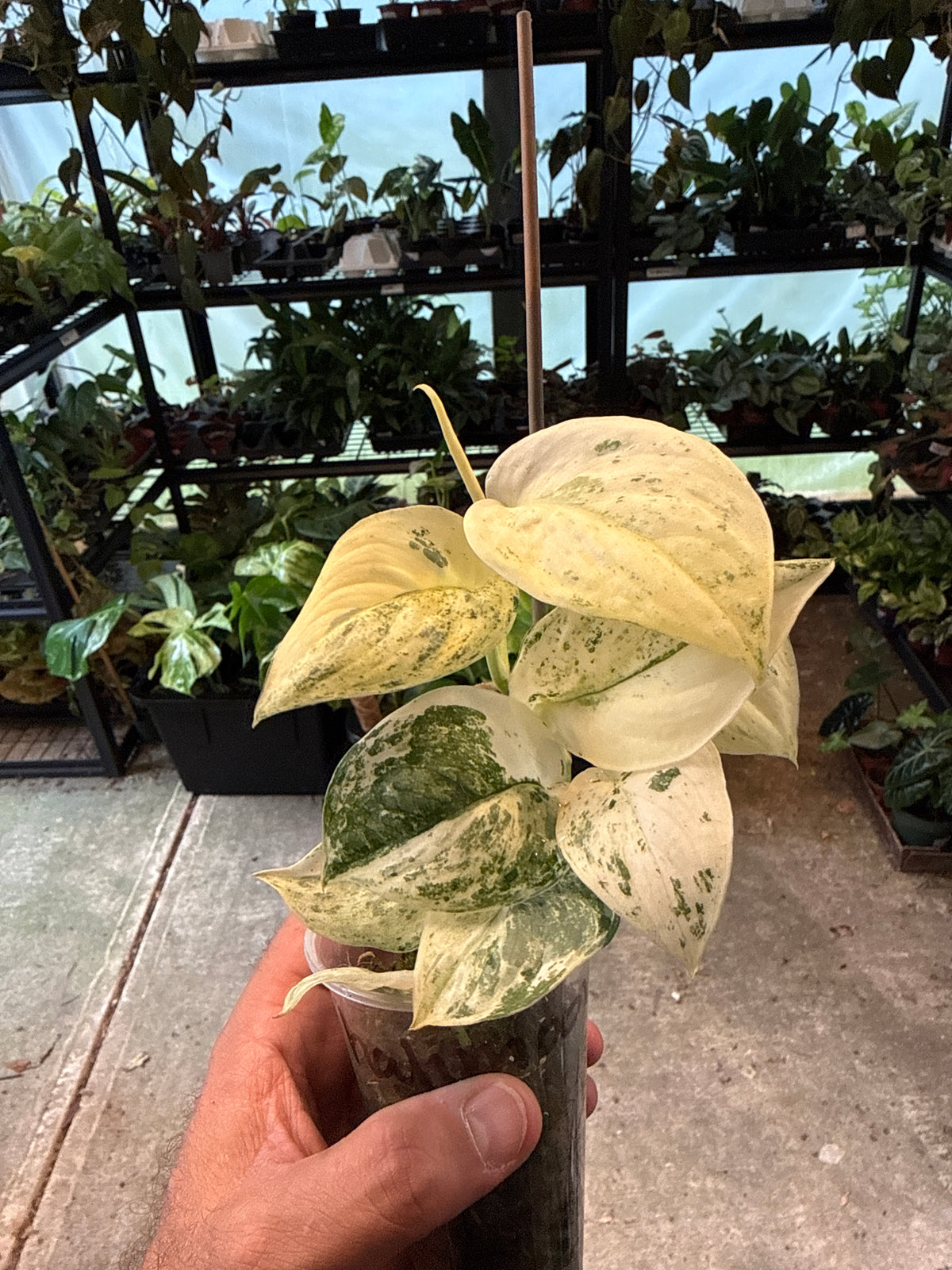 Scindapsus Halimoon