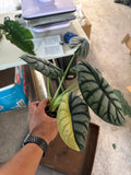 Alocasia Silver Dragon Albo Sport 4"