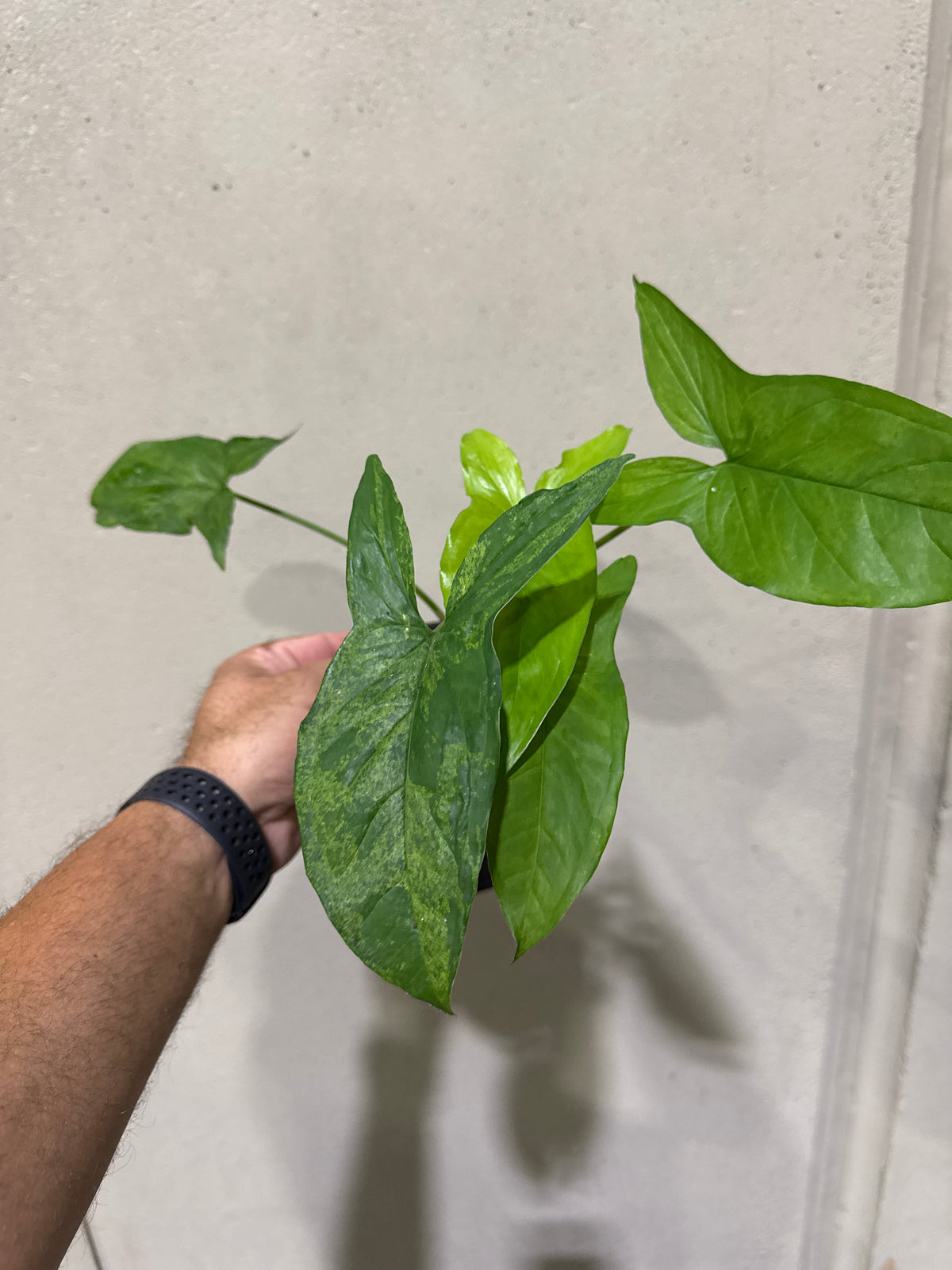 Syngonium Mojito 5”