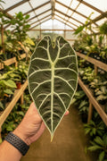 Alocasia Watsoniana Pink Revert 2”