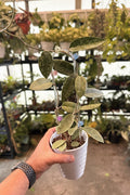 Hoya Silver Dollar Mother