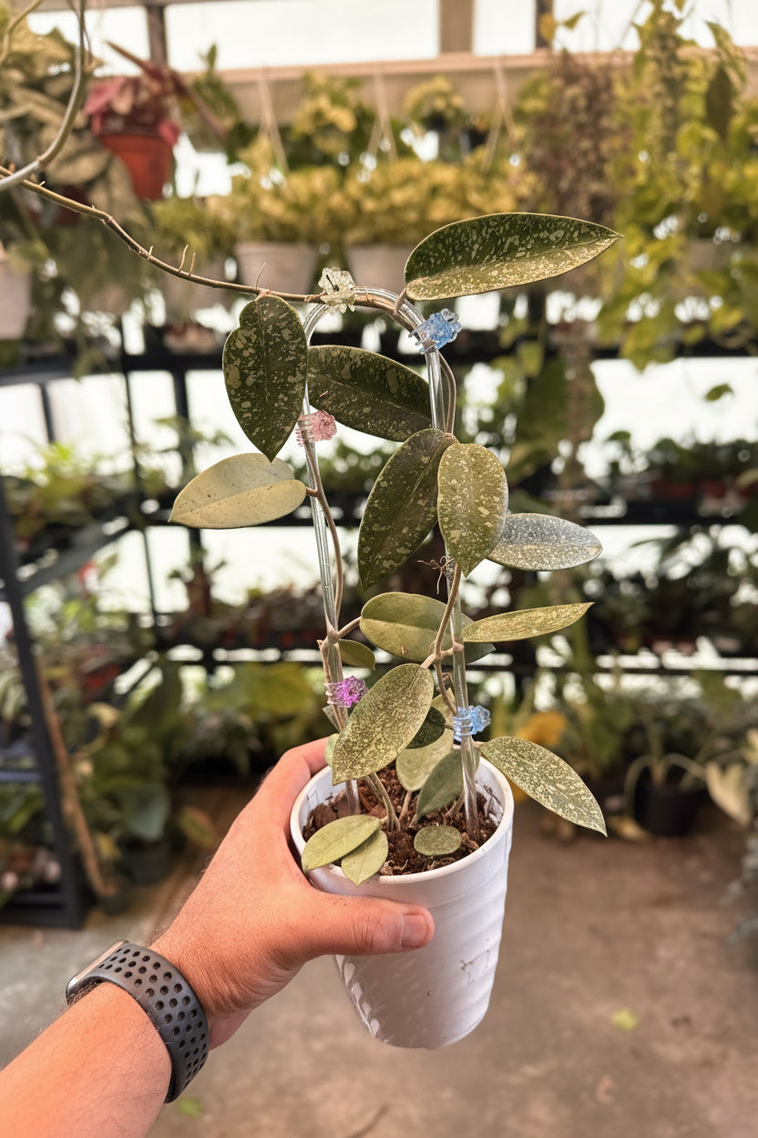Hoya Silver Dollar Mother