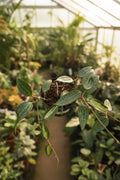 Hoya Macrophylla Pot of Gold 6"