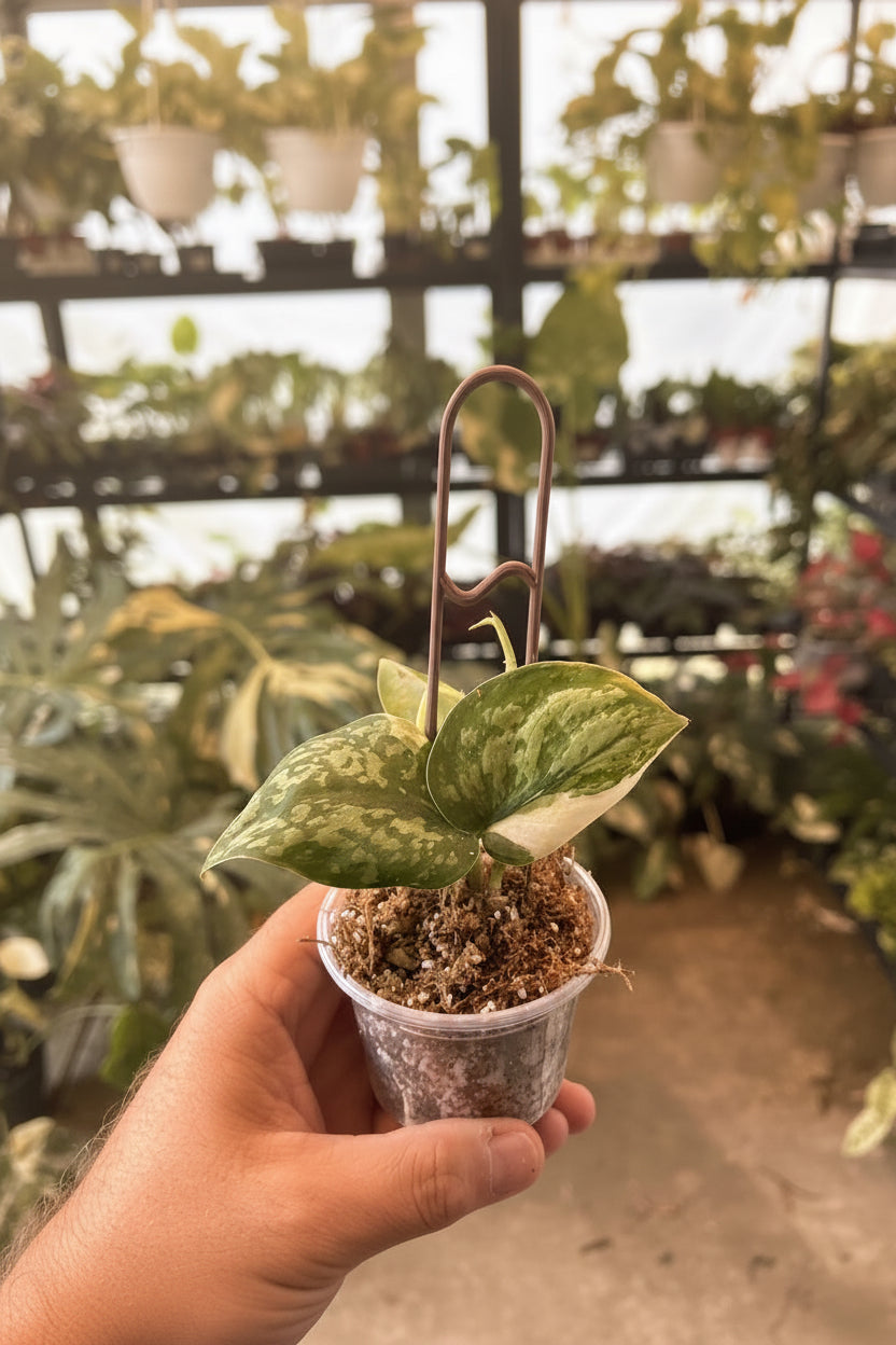 Scindapsus Simbara