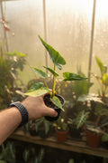 Alocasia Shock Treatment Aurea