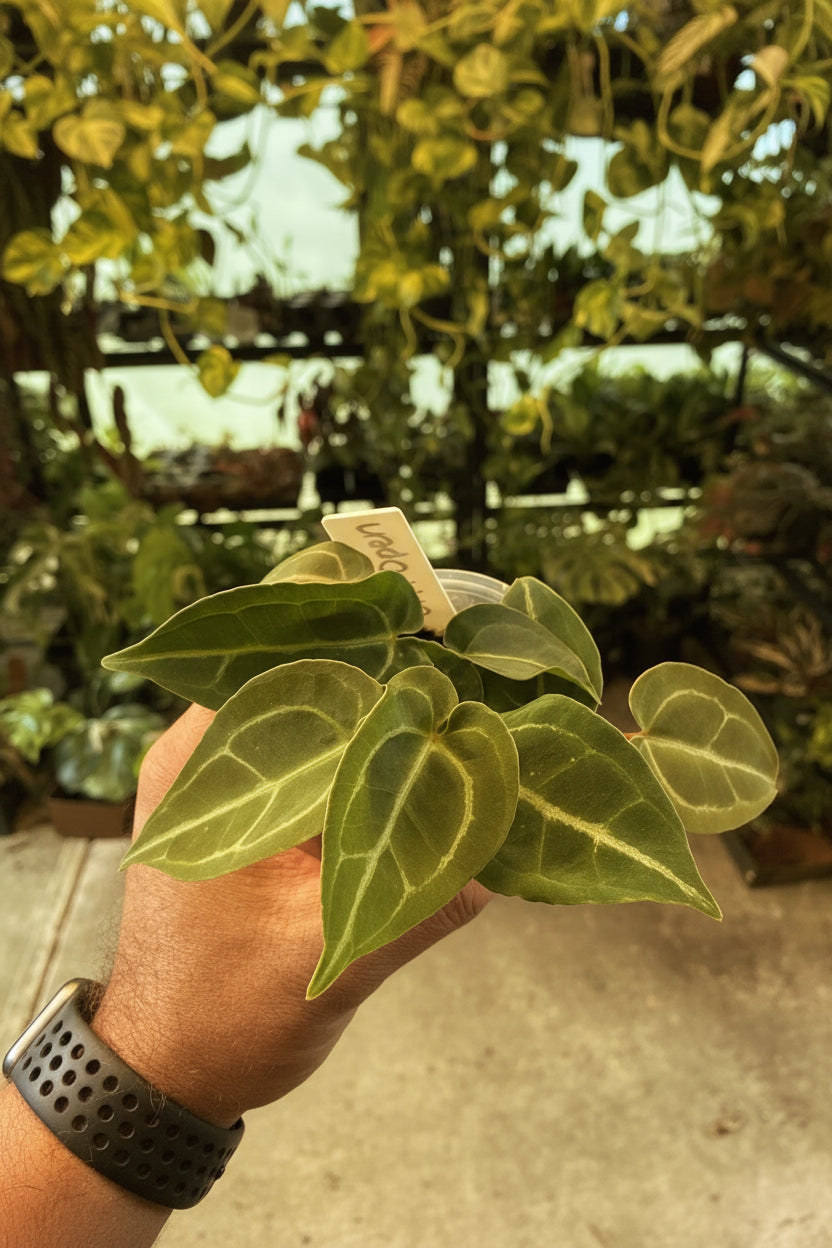 Anthurium Crystal Mag x Open