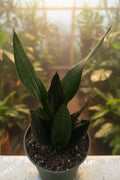 Sanseveria Robusta 6"
