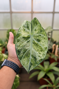 Alocasia Ninja Tricolor