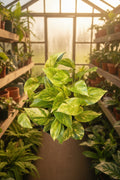 Epipremnum Neon Queen