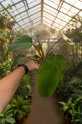 Philodendron 'Elven Magic'