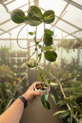 Hoya Obovata Inner Variegated Mother