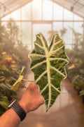 Alocasia Polly Snow Pink Revert 3”