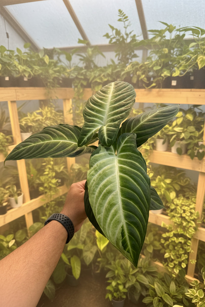 Xanthosoma Lindenii Variegated