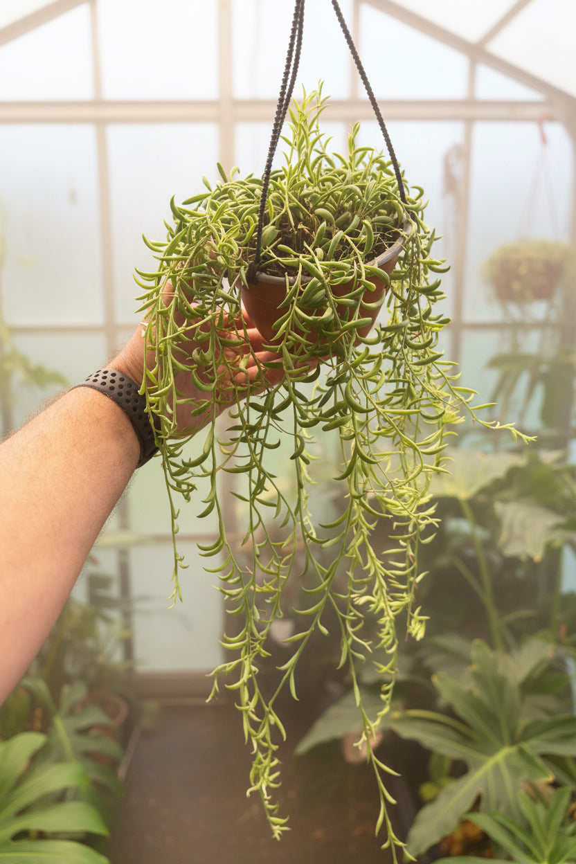 String of Bananas – Senecio radicans