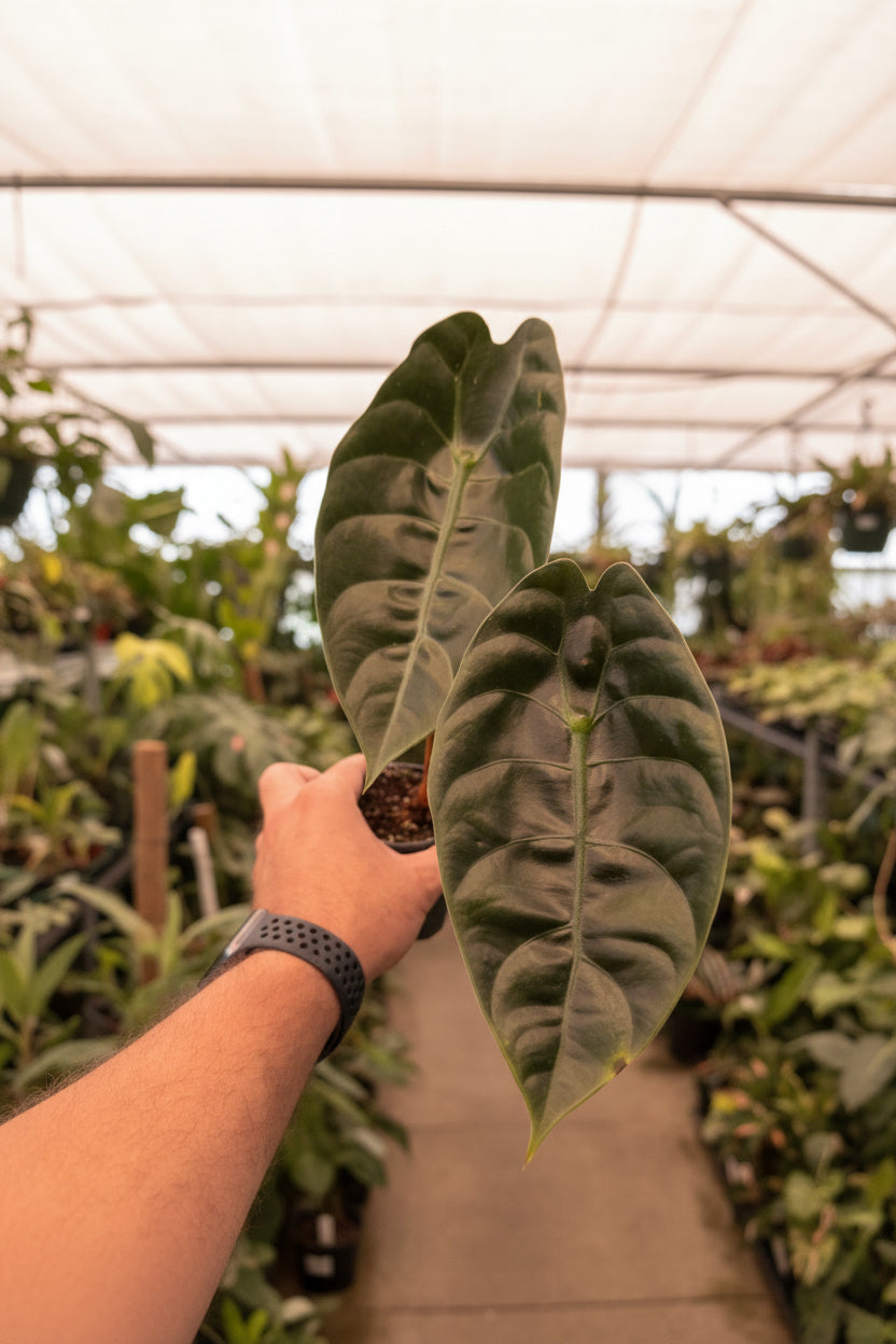 Alocasia Sendenii 4"