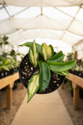 Hoya Carnosa Tricolor