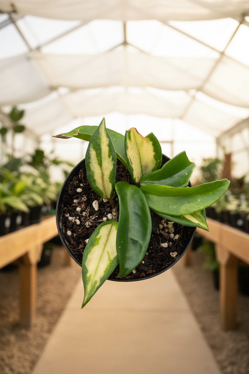 Hoya Carnosa Tricolor