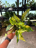 Epipremnum Yellow Sunrise 5”