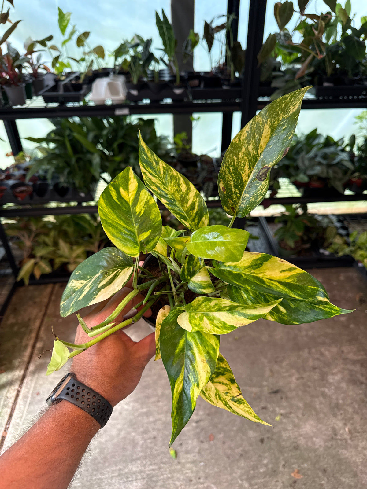 Epipremnum Yellow Sunrise 5”