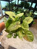 Syngonium Milk Confetti 5”