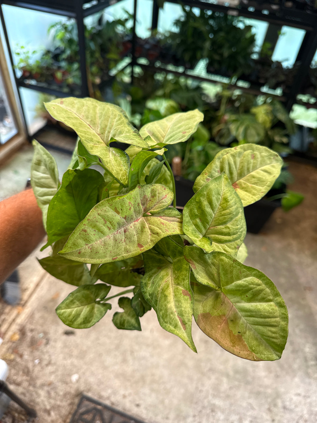 Syngonium Milk Confetti 5”