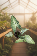 Syngonium Green Freckles