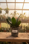 Sanseveria Jade 4"