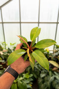 Philodendron Prince of Orange