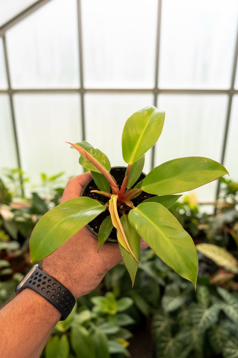 Philodendron Prince of Orange