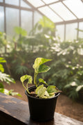 Epipremnum Snow Queen Pothos