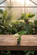 Syngonium Mojito