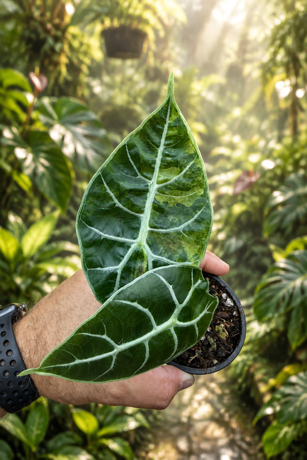 Alocasia Watsoniana Aurea 3”