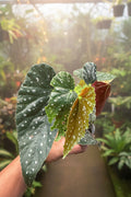 Begonia Raindance